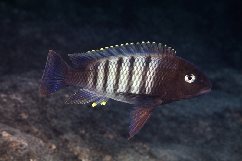 Petrochromis famula 'Moliro'